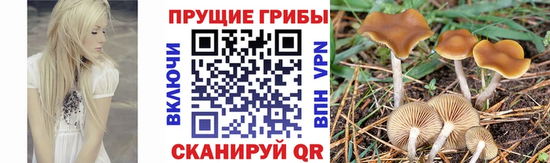 Псилоцибиновые грибы Magic Shrooms  Батайск 